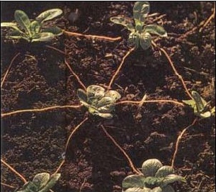 
Space-efficient hexagonal planting helps maximize yields. 
